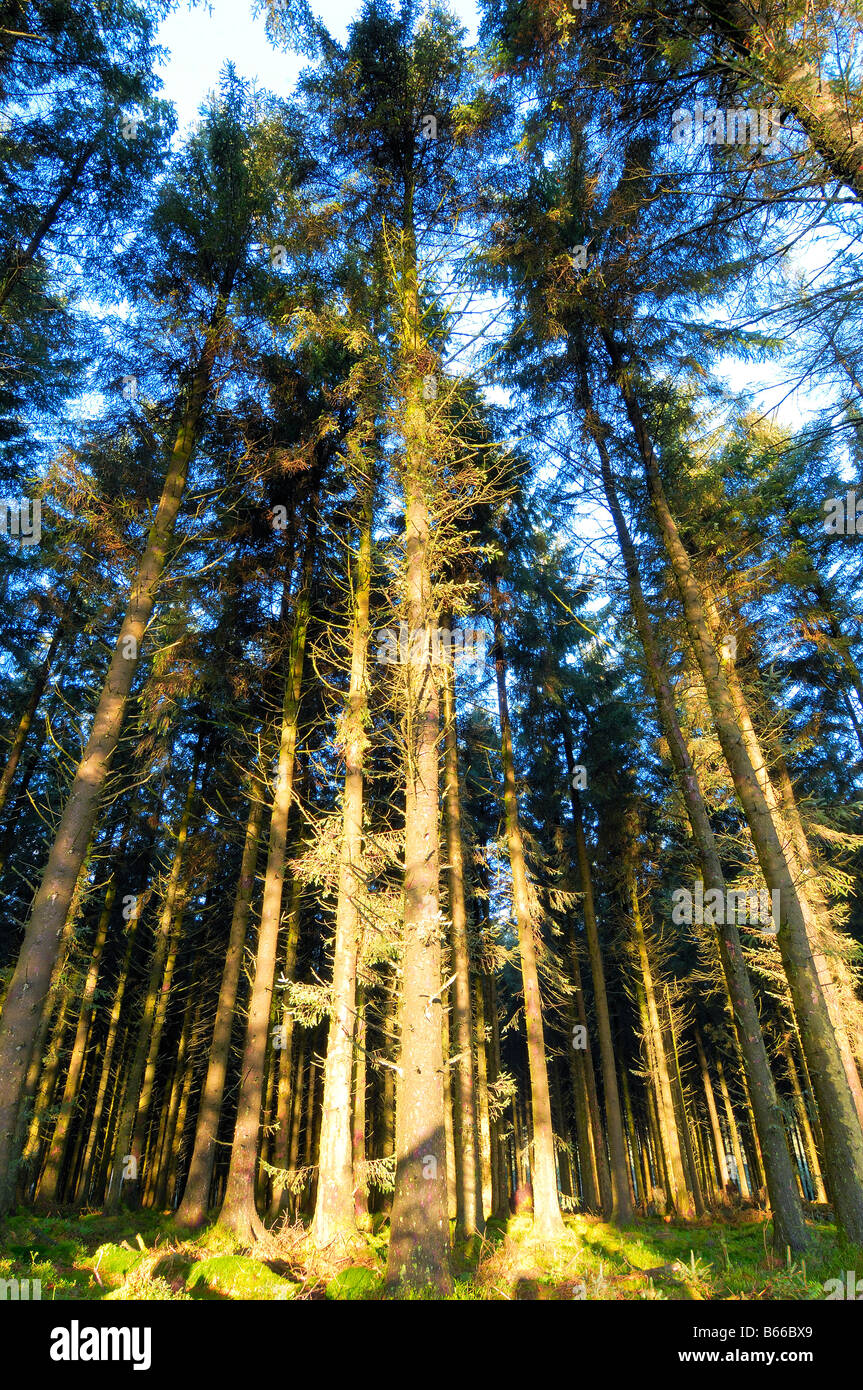 Forêts denses allumé avec une forte lumière du soleil tôt le matin Banque D'Images