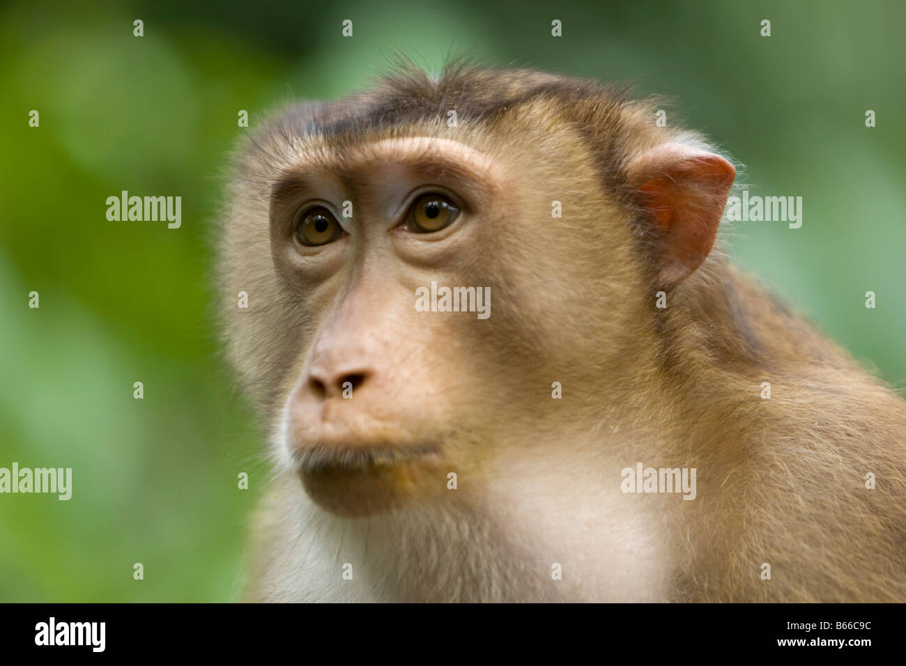 Macaque à longue queue (Macaca fascicularis) - Centre de réhabilitation de Sepilok, Sandakan, Sabah, Bornéo, Malaisie Banque D'Images