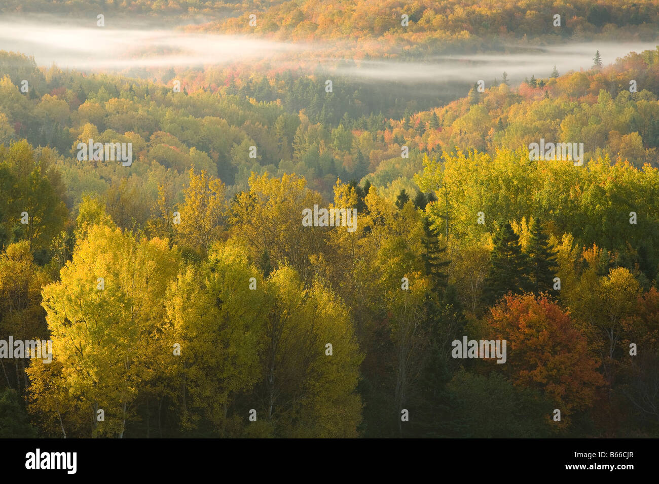 Morning Mist plus de forêt en automne couleur, Bonshaw, Prince Edward Island, Canada Banque D'Images