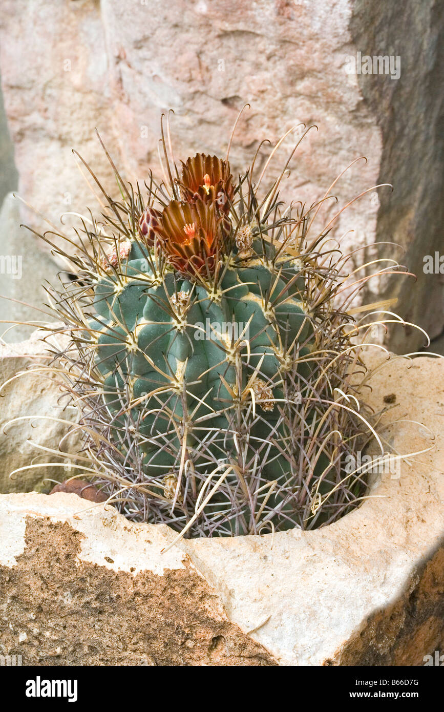 Fishhook Cactus Glandulicactus unicinatus Chihuahuan Banque D'Images