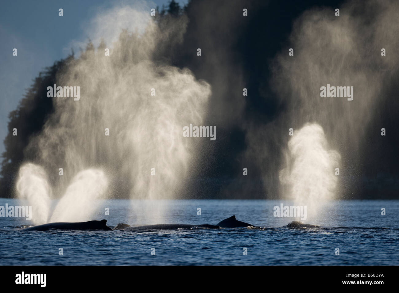 USA Alaska Baleines à bosse Megaptera novaengliae envoyer jusqu'panaches de vapeur alors que le groupe se nourrissant dans le détroit de Chatham Banque D'Images