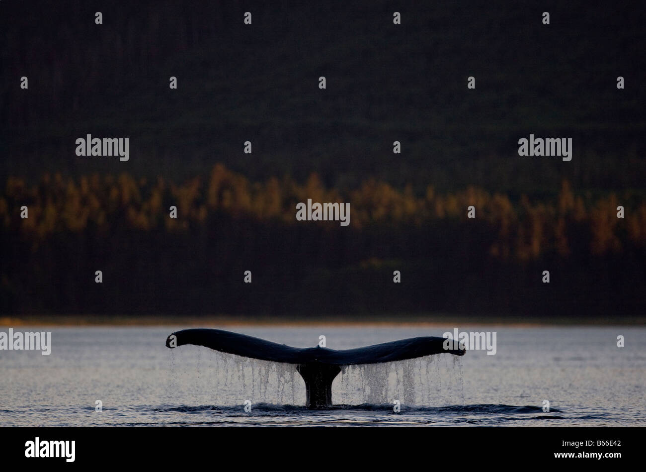 USA Alaska Baleine à bosse Megaptera novaengliae soulève tout en queue de plongée le long de la surface d'entrée d'Tenakee au coucher du soleil Banque D'Images