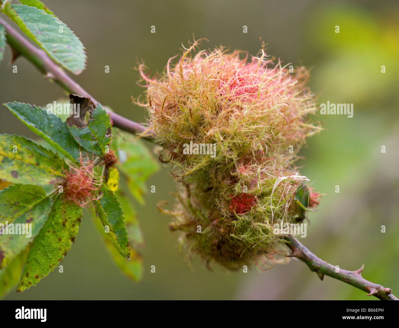 Mousse rose bedeguar gall,comme la croissance sur wild rose bush, également appelé Robin's pincushion gall. Causés par les oeufs de gall wasp. Banque D'Images