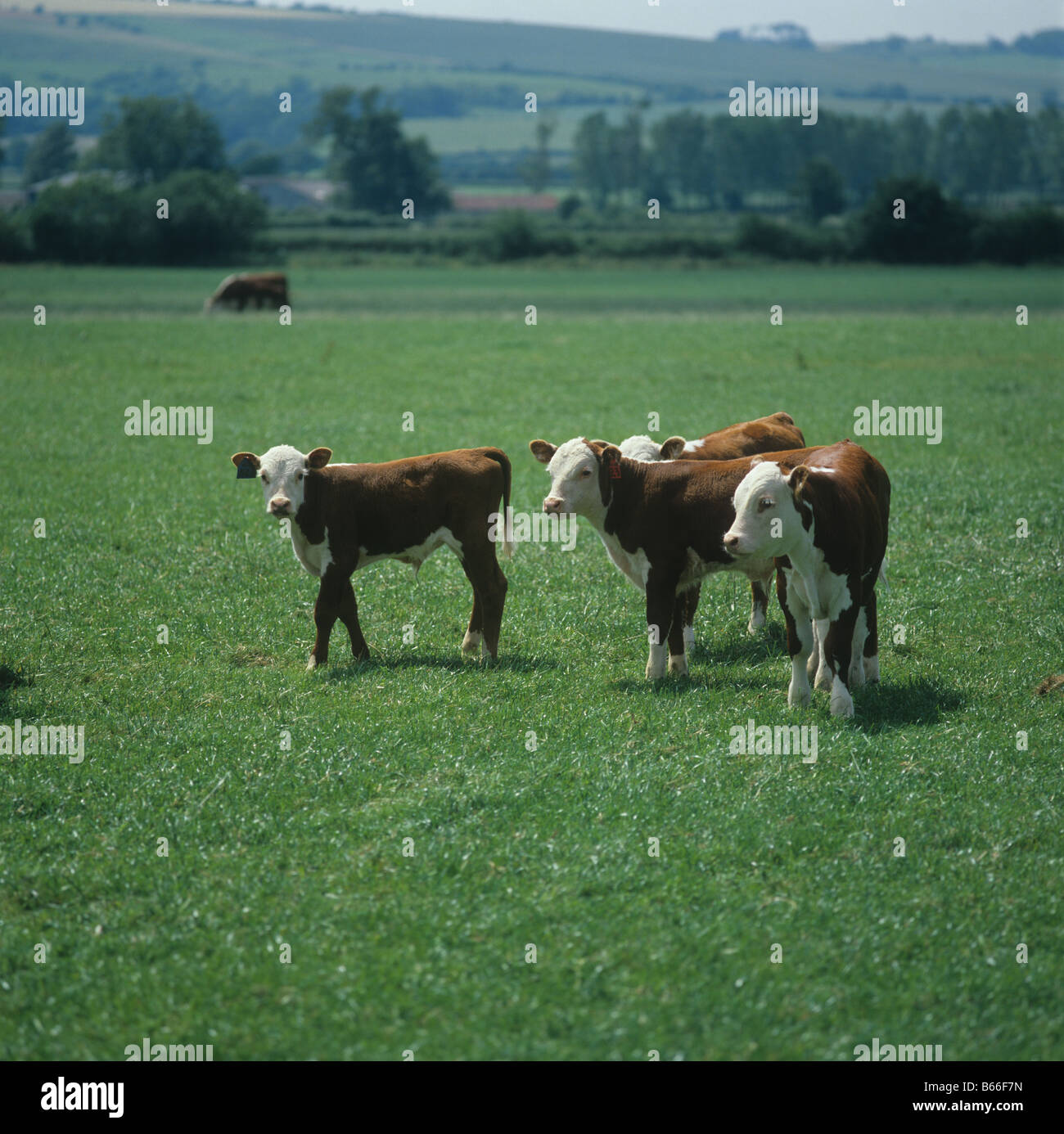 Veaux Hereford sur pâturage court été Comté Banque D'Images