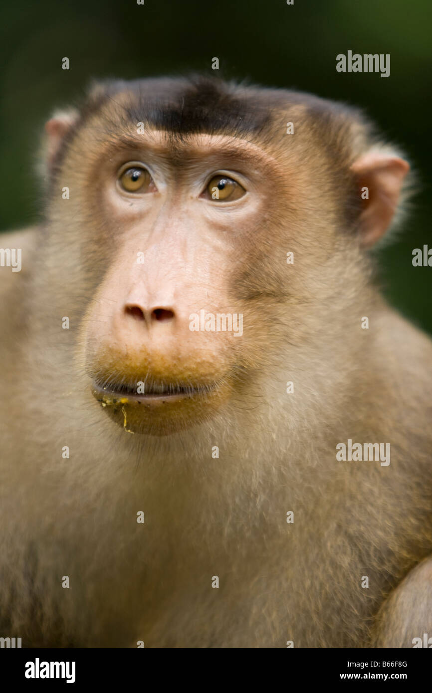 Macaque à longue queue (Macaca fascicularis) - Centre de réhabilitation de Sepilok, Sandakan, Sabah, Bornéo, Malaisie Banque D'Images