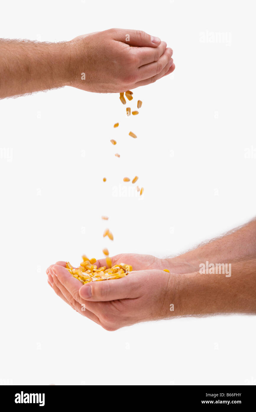 Man pouring grain à d'autres mains mans Banque D'Images