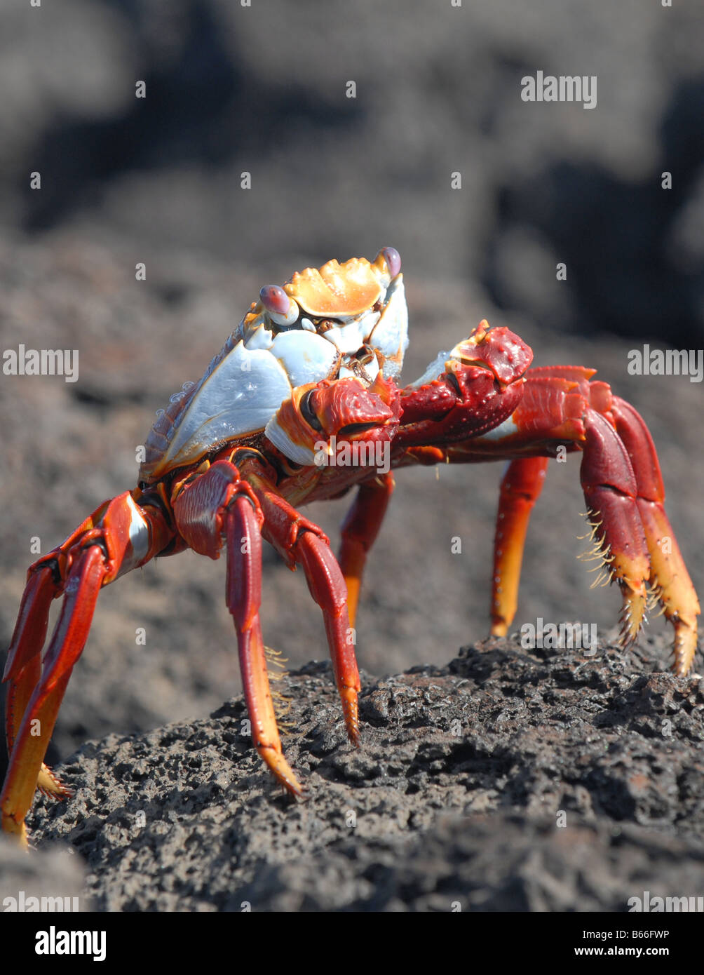 Sally light-crabe pied sur les îles Galapagos Banque D'Images