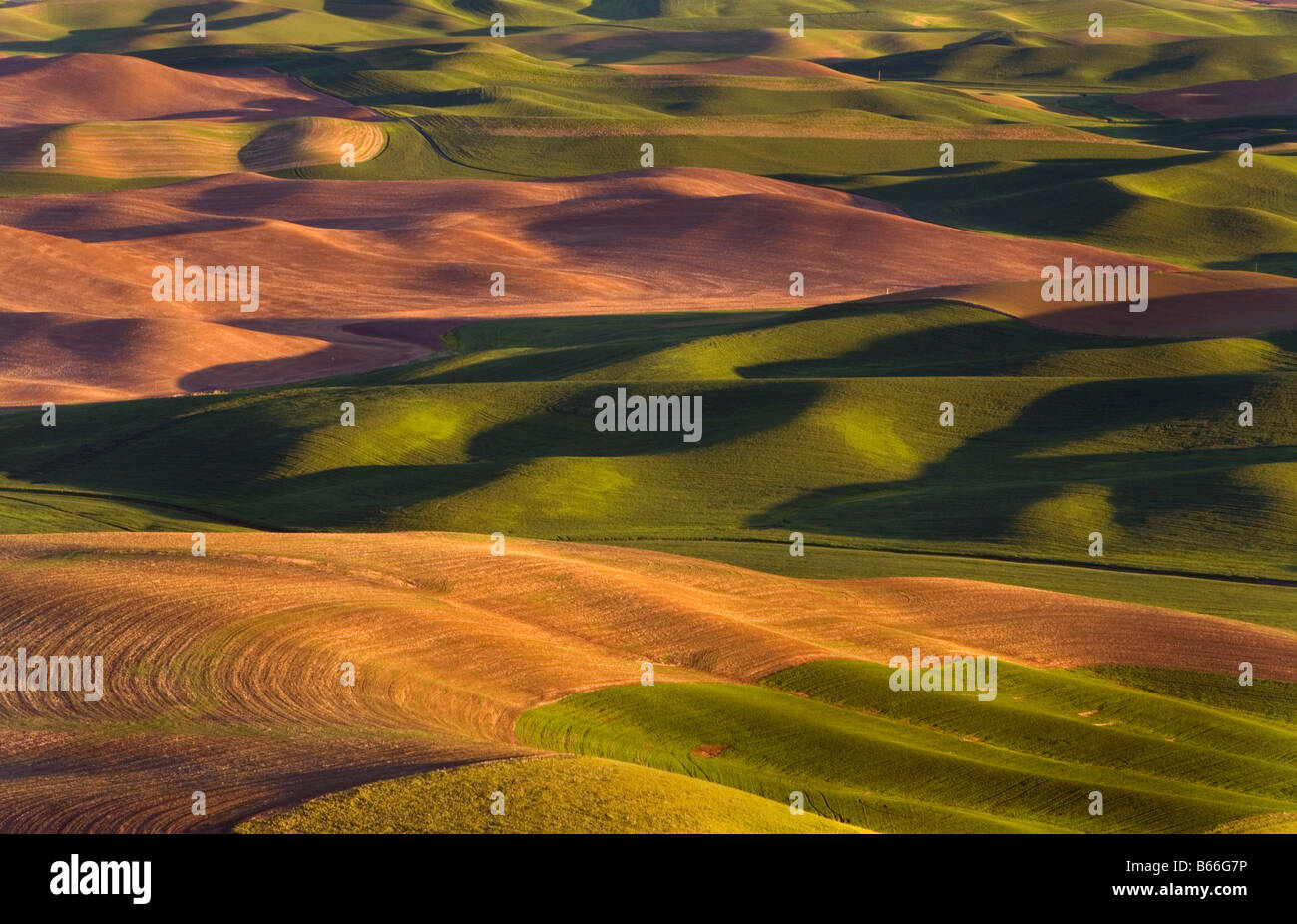 Collines, Palouse, printemps, plantation, South Carolina, blé, orge, vue de Steptoe Butte, matin Banque D'Images