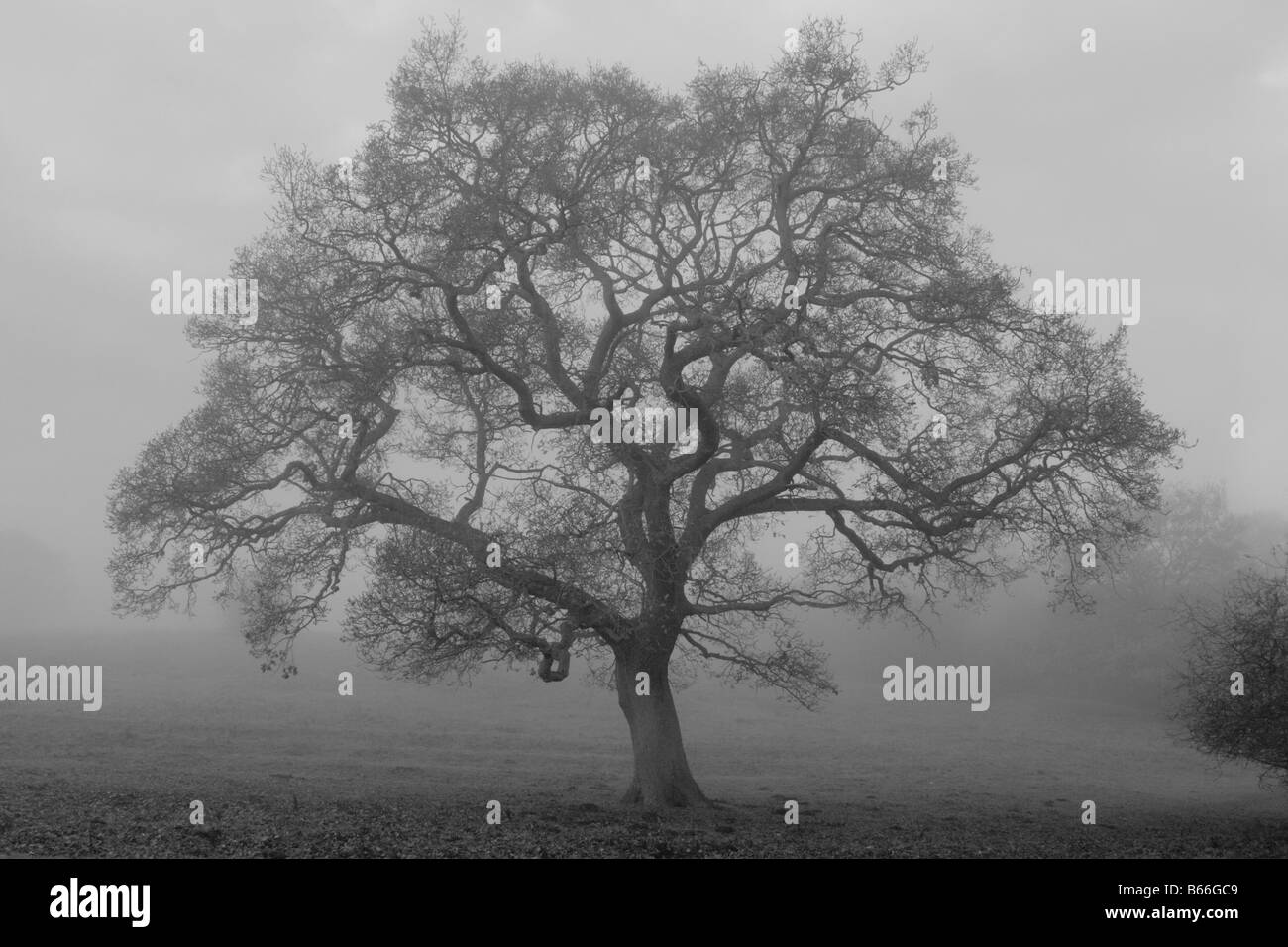 Arbre de chêne monochrome dans morning mist, England, UK Banque D'Images