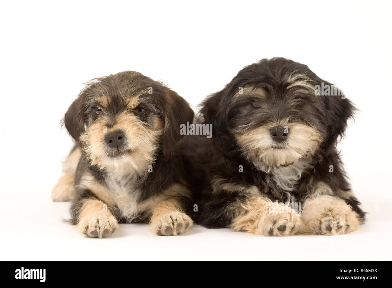 Deux frères chiots mignons isolated on white Banque D'Images