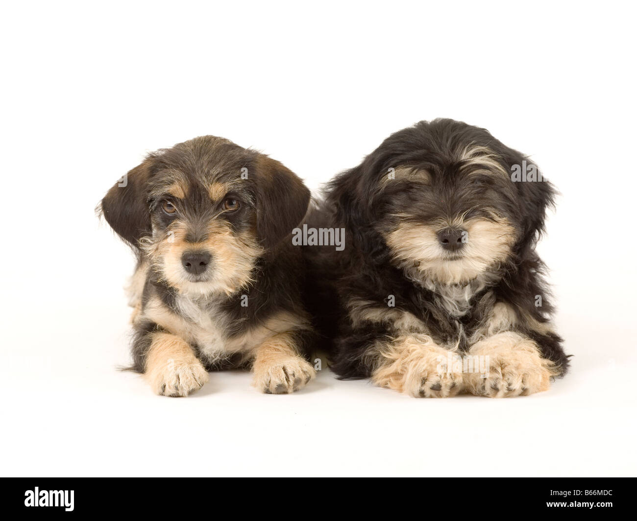 Deux frères chiots mignons isolated on white Banque D'Images