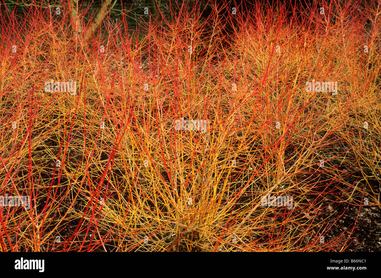Cornus sanguinea 'Winter Beauty' syn. 'Flame', les tiges de couleur orange rouge cornouiller plante de jardin Banque D'Images