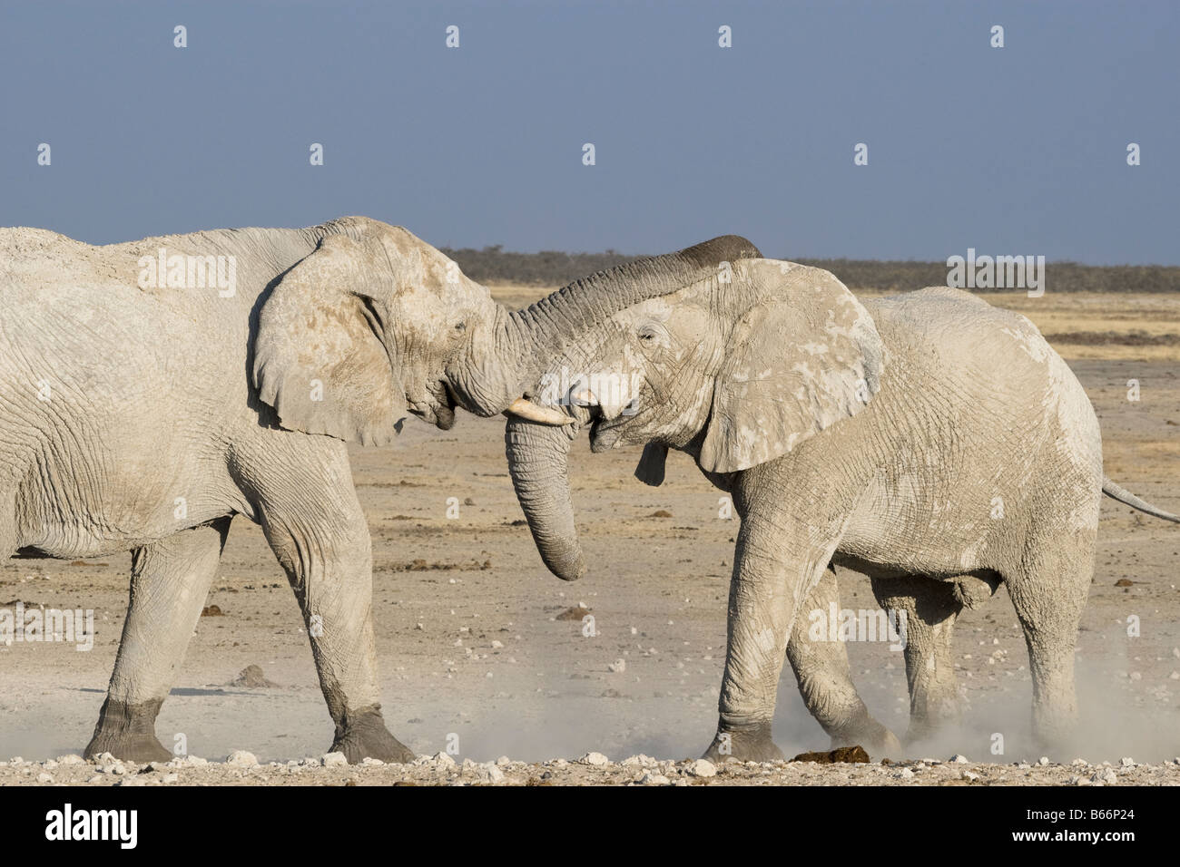 En saluant les éléphants du désert, Etosha National Park, Namibie Banque D'Images