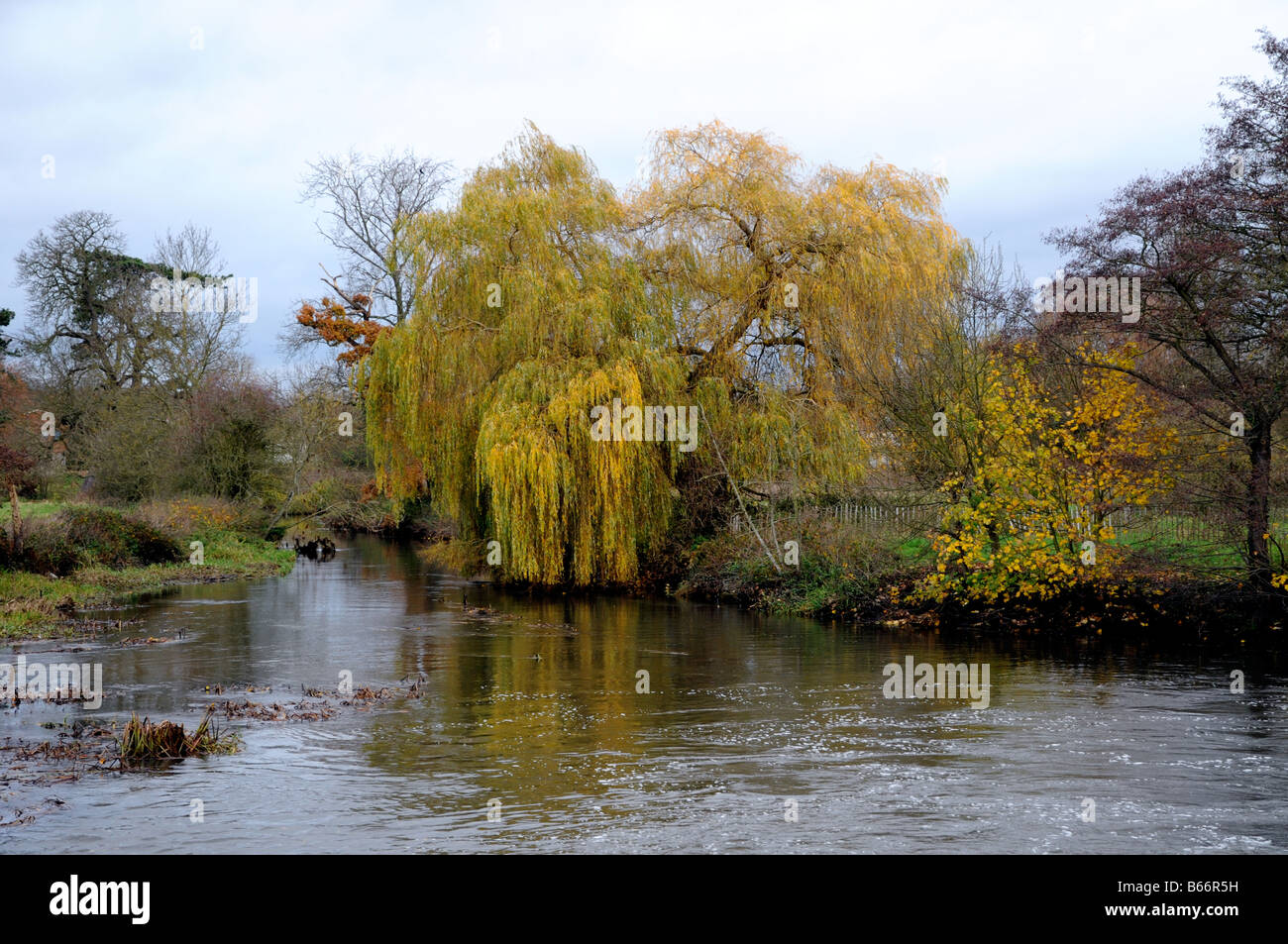 Un saule pleureur se distingue par la rivière Wey sur une sombre journée de novembre à Surrey, en Angleterre. Banque D'Images