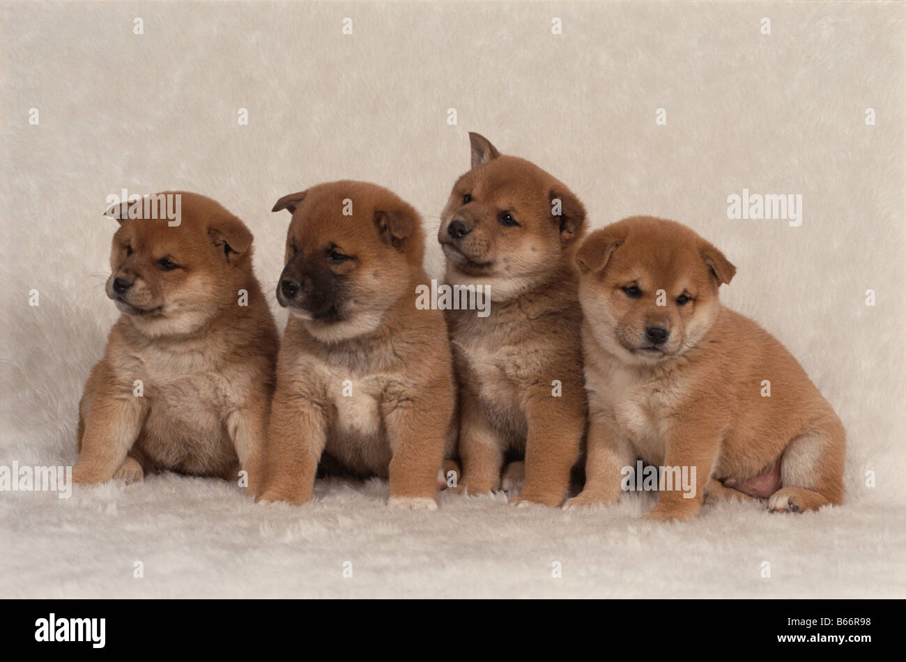 Quatre Chiots Rocé Banque D'Images