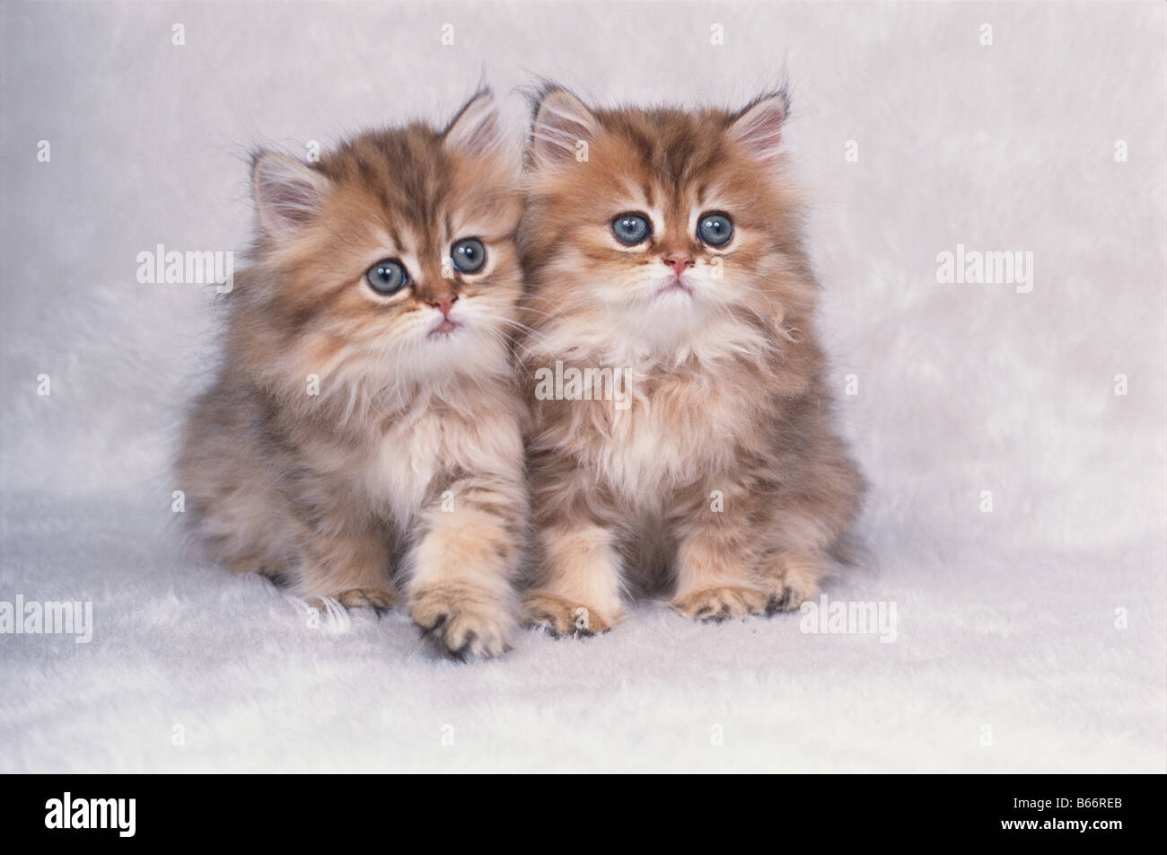 Deux chatons persan Banque D'Images