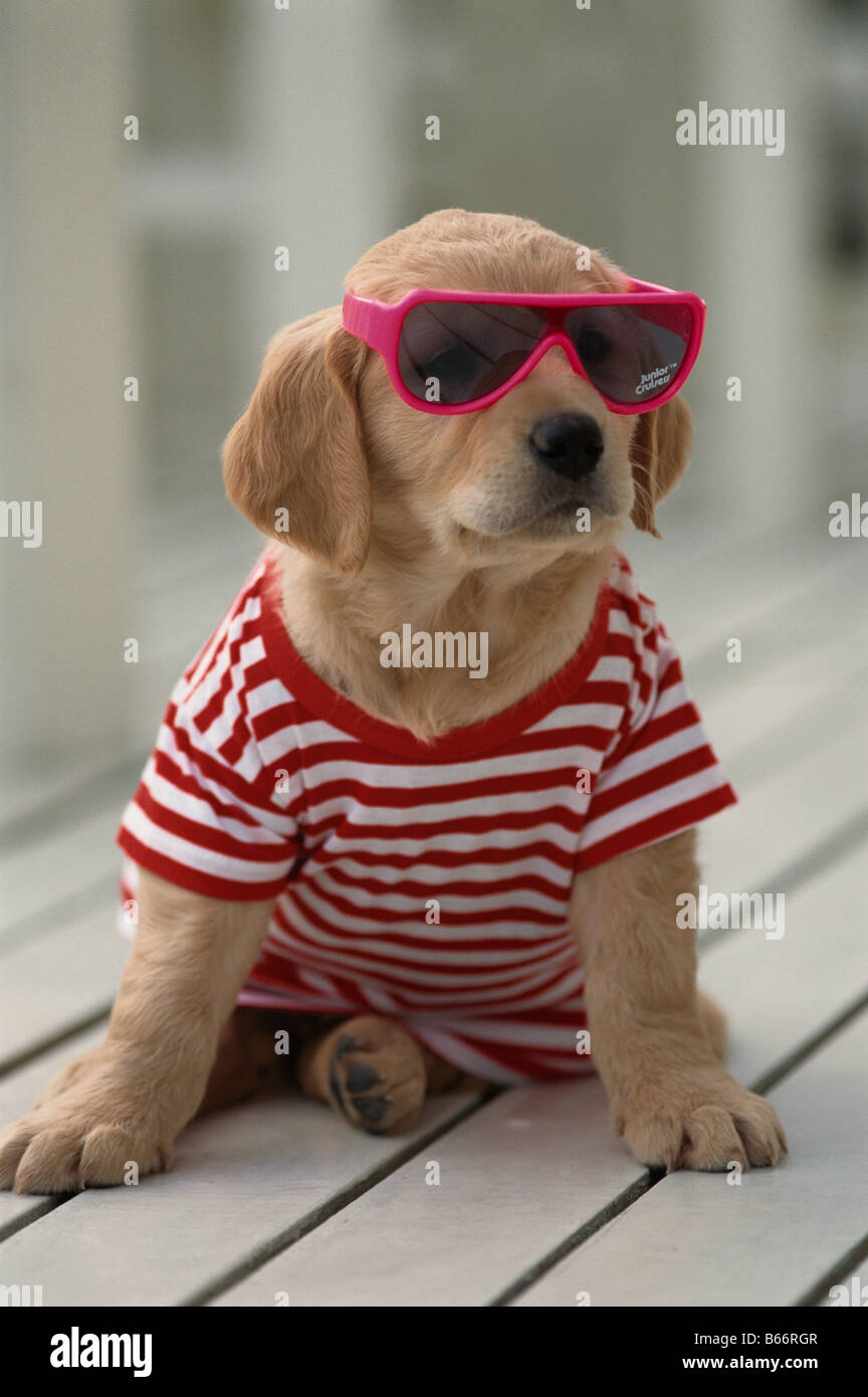 Animaux portant des lunettes de soleil Banque de photographies et d'images  à haute résolution - Alamy