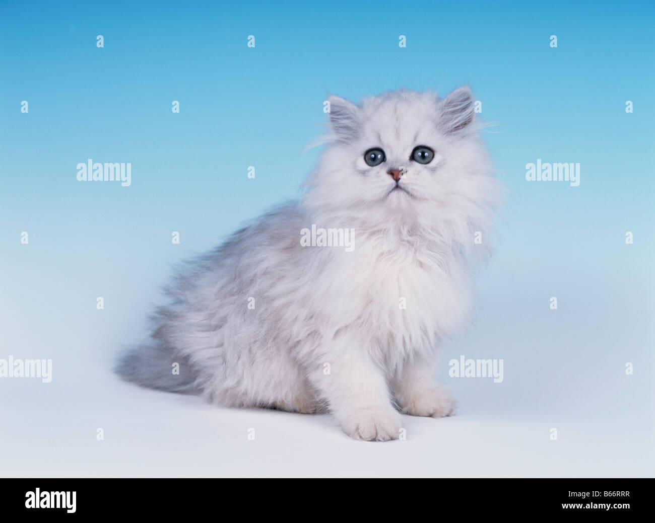 Persan Chinchilla Banque De Photographies Et D Images A Haute Resolution Alamy