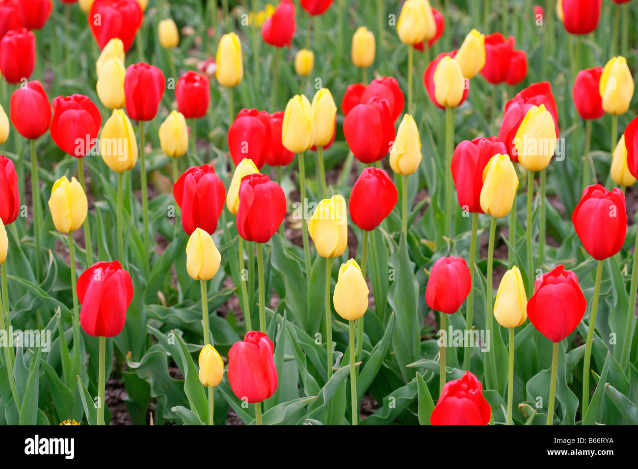 Plan de tulipes rouges et jaunes Banque D'Images