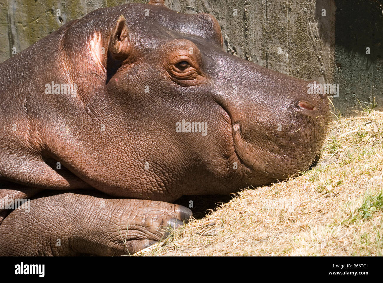 Animal sauvage,tête d'hippopotame,fo l'eau,le zoo de Madrid, Espagne Banque D'Images