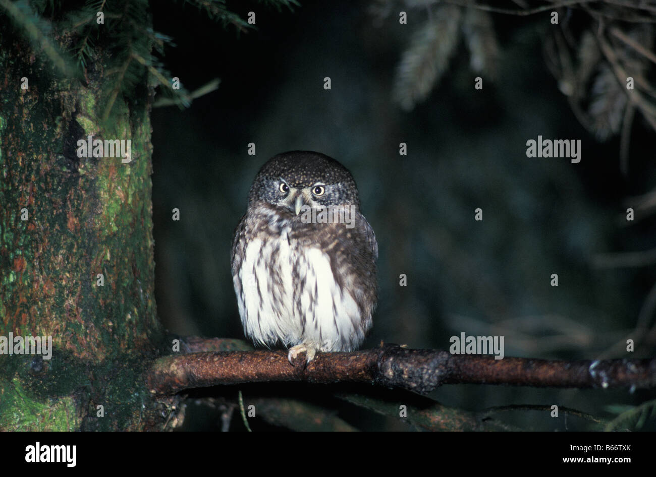 Chevechette Banque D Image Et Photos Alamy Chevechette Banque D Image Et Photos Alamy