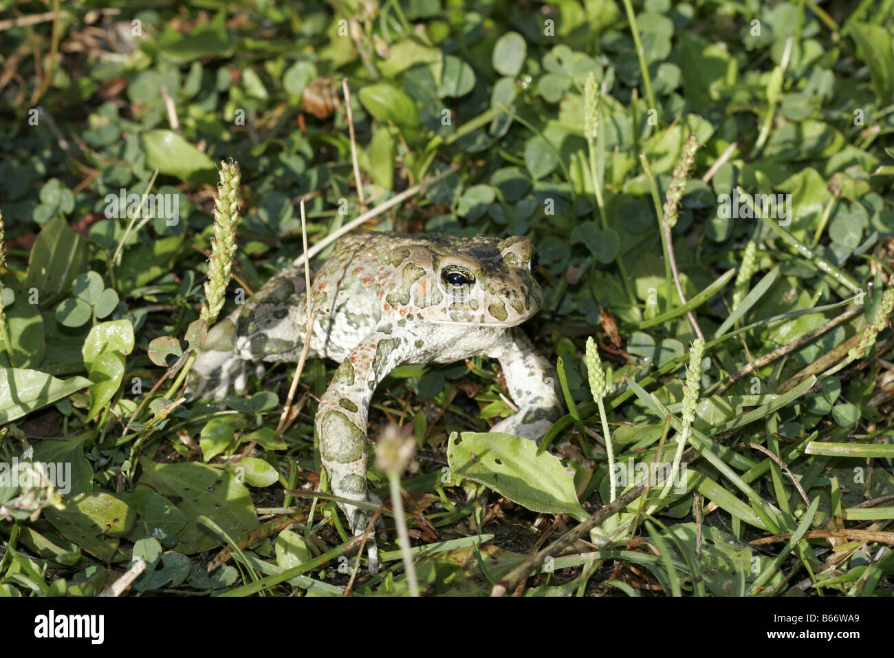 Crapaud vert Bufo viridis Banque D'Images