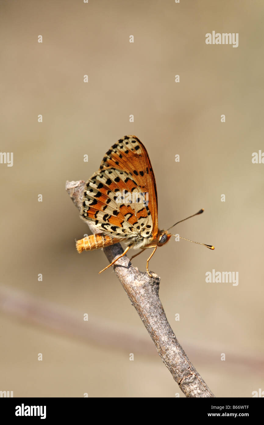 Spotted Fritillary Melitaea didyma près de Sofia Banque D'Images