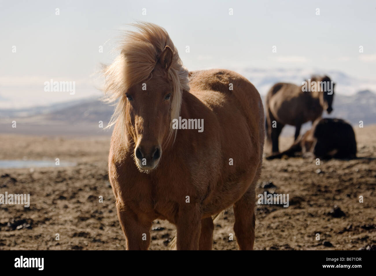 Chevaux Islandais Banque D'Images