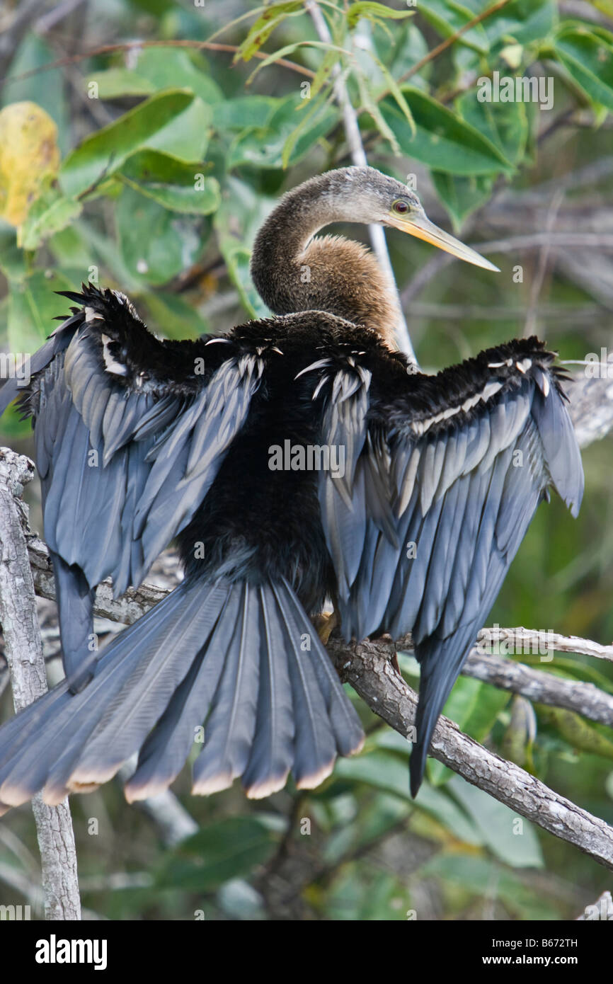 Anhinga dans les bois avec propagation des ailes pour les sécher Banque D'Images