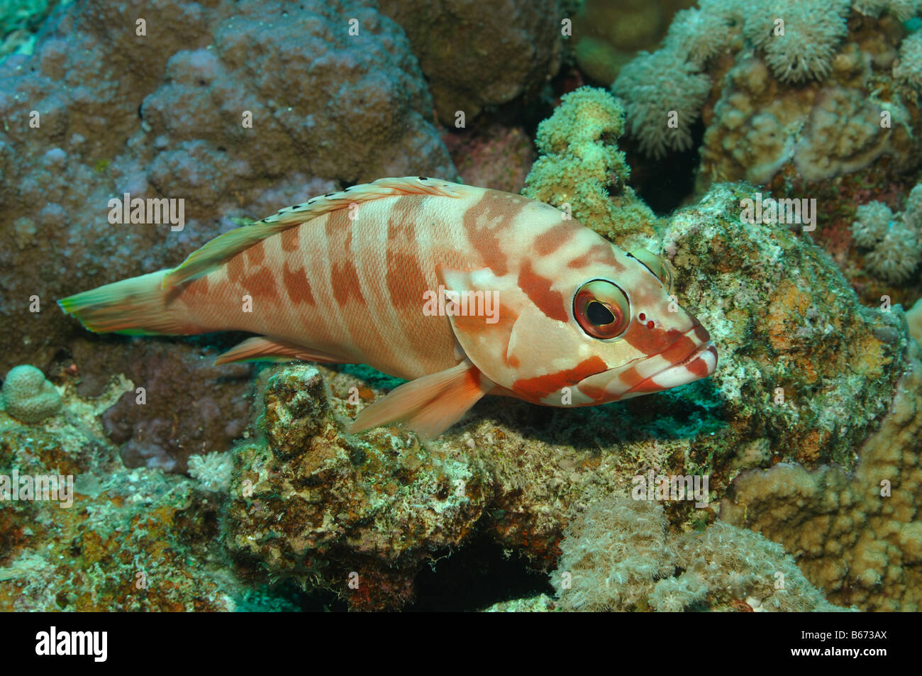 Blacktipped Le Mérou Epinephelus fasciatus Marsa Alam Egypte Mer Rouge Banque D'Images