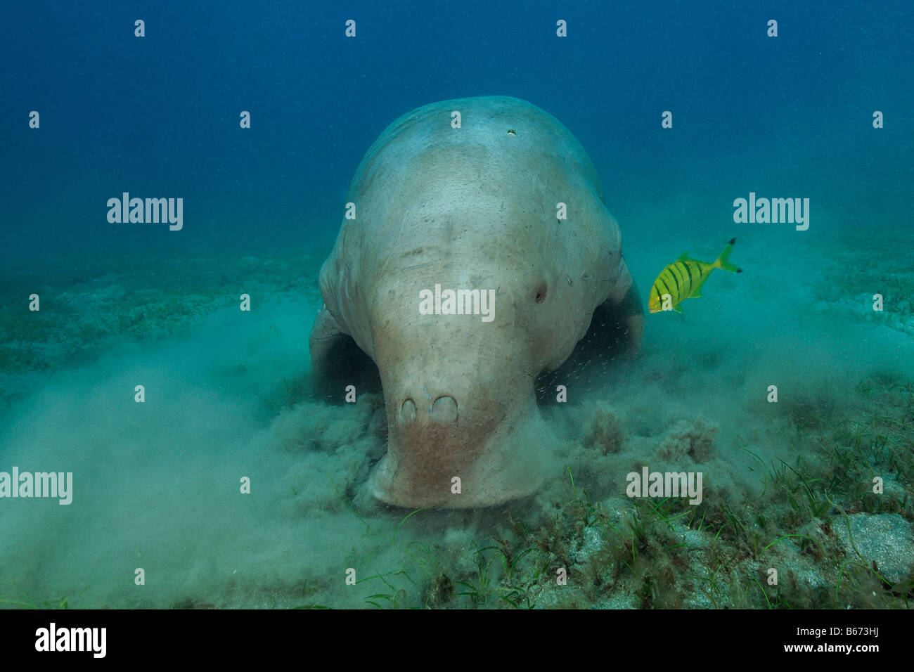 Algues Dugong dugon Dugon rss Abu Dabab Egypte Mer Rouge Marsa Alam Banque D'Images