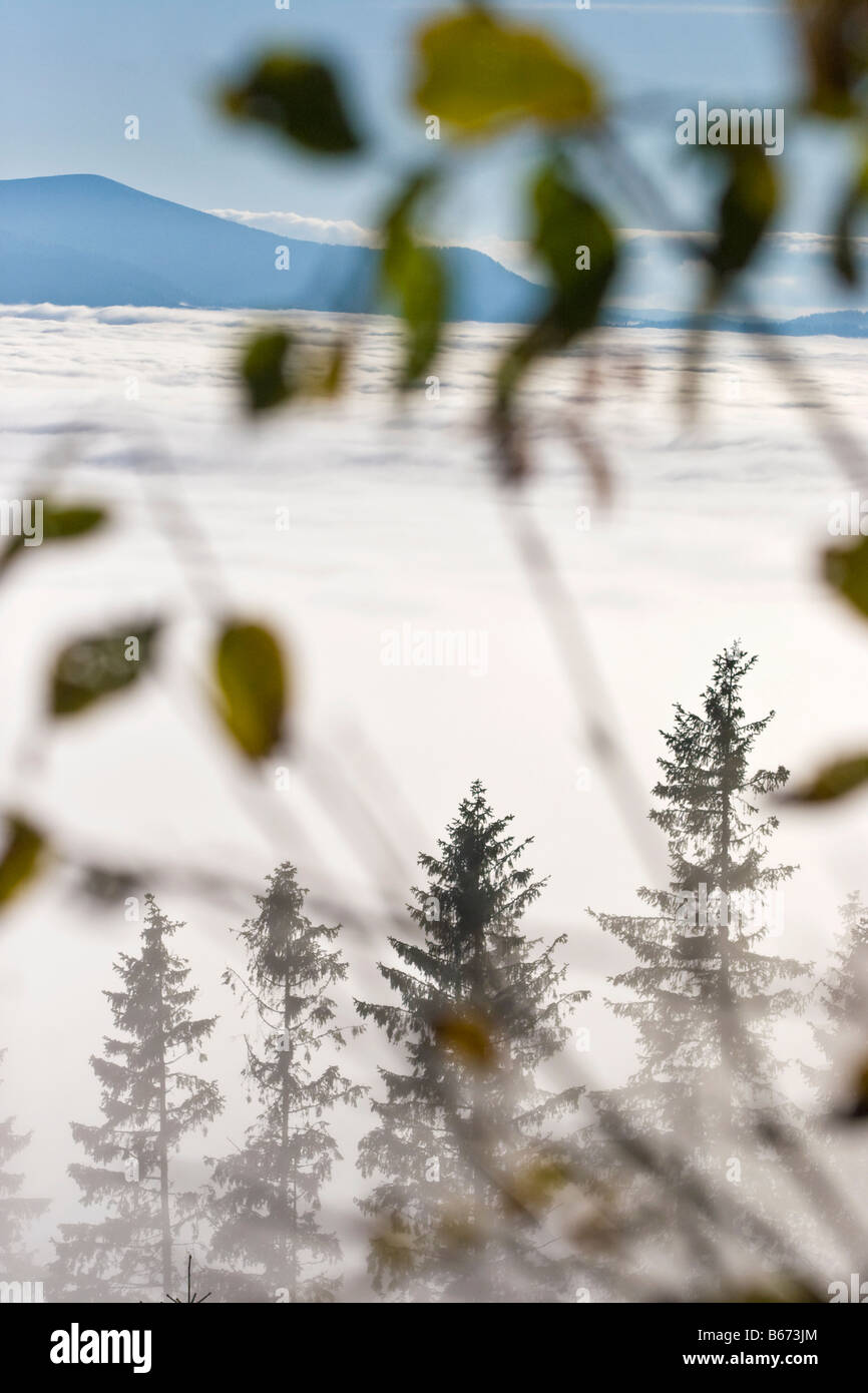 Forêt dans les nuages, les montagnes Tatras, en Slovaquie, dans l'ouest des Carpates, l'Europe. Banque D'Images