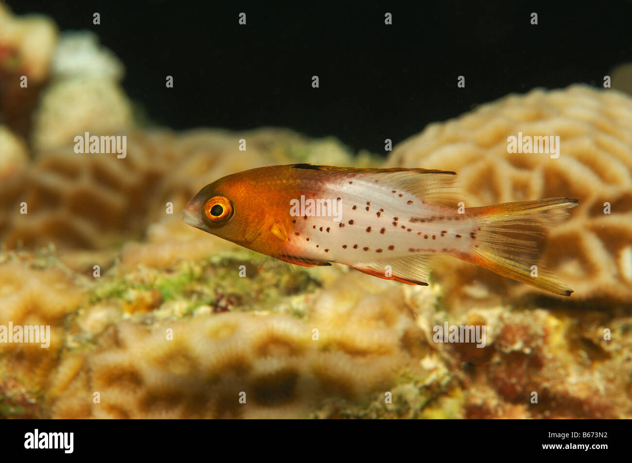 Hogfisch Lyretail Bodianus anthioides Marsa Alam Egypte Mer Rouge Banque D'Images