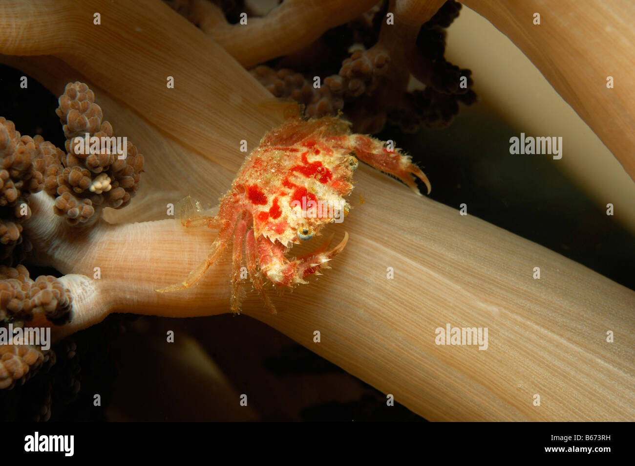 Natation en crabe anemone Alor Lesser Sunda Islands Indonésie indo-pacifique Banque D'Images