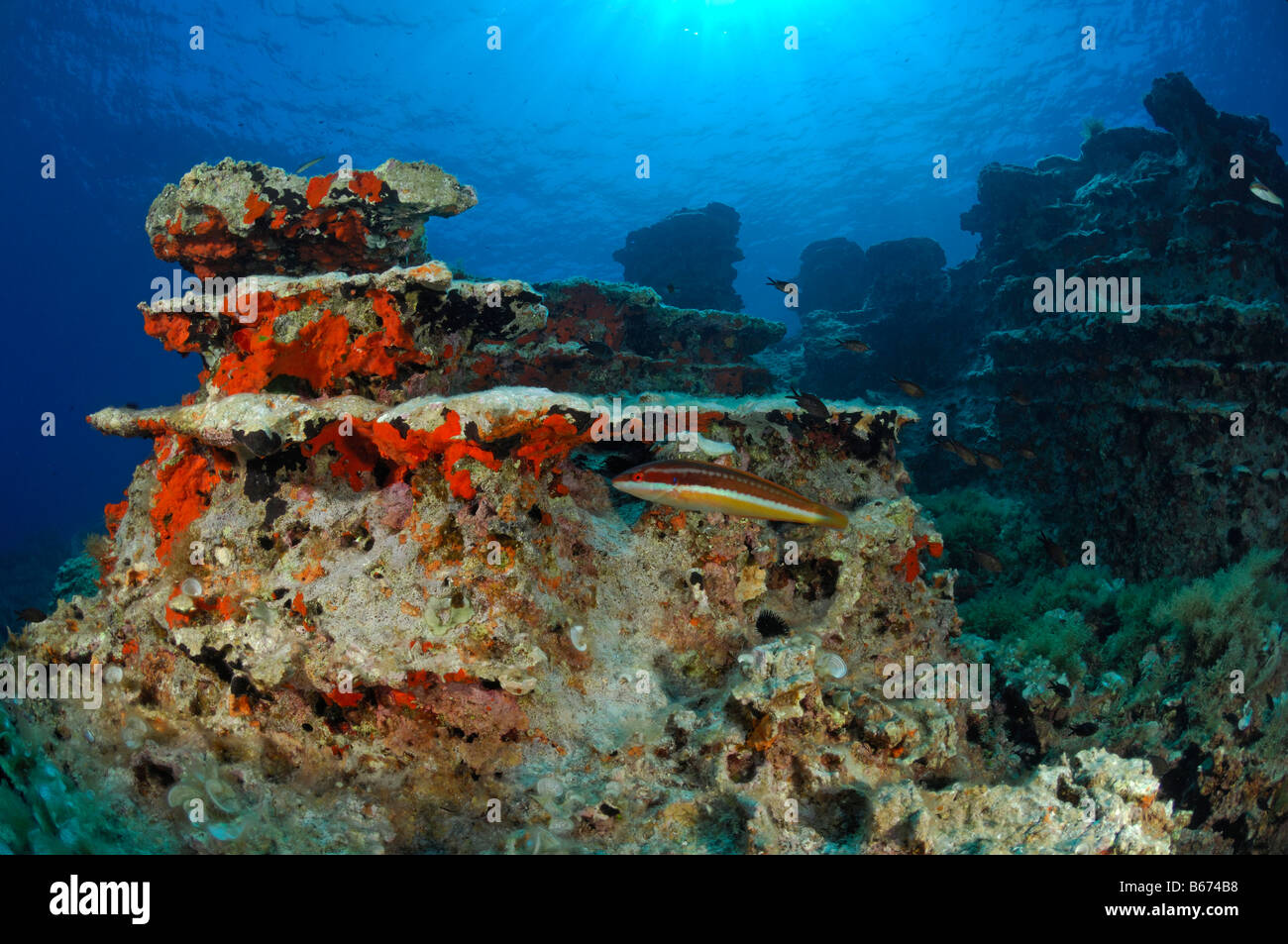 Les formations récifales de l'île de Lastovo Croatie Mer Adriatique Banque D'Images