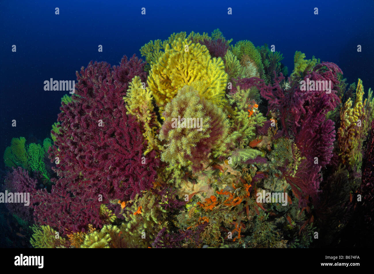 Gorgones Paramuricea clavata variable l'île de Sušac Mer Adriatique Croatie Banque D'Images