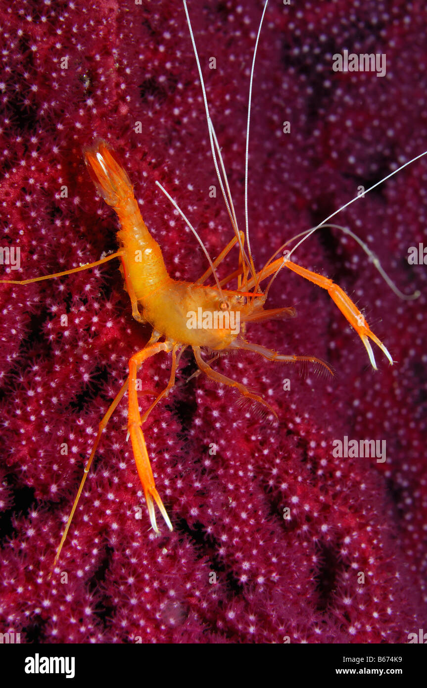 Crevettes Stenopus spinosus Nettoyant Orange l'île de Sušac Mer Adriatique Croatie Banque D'Images