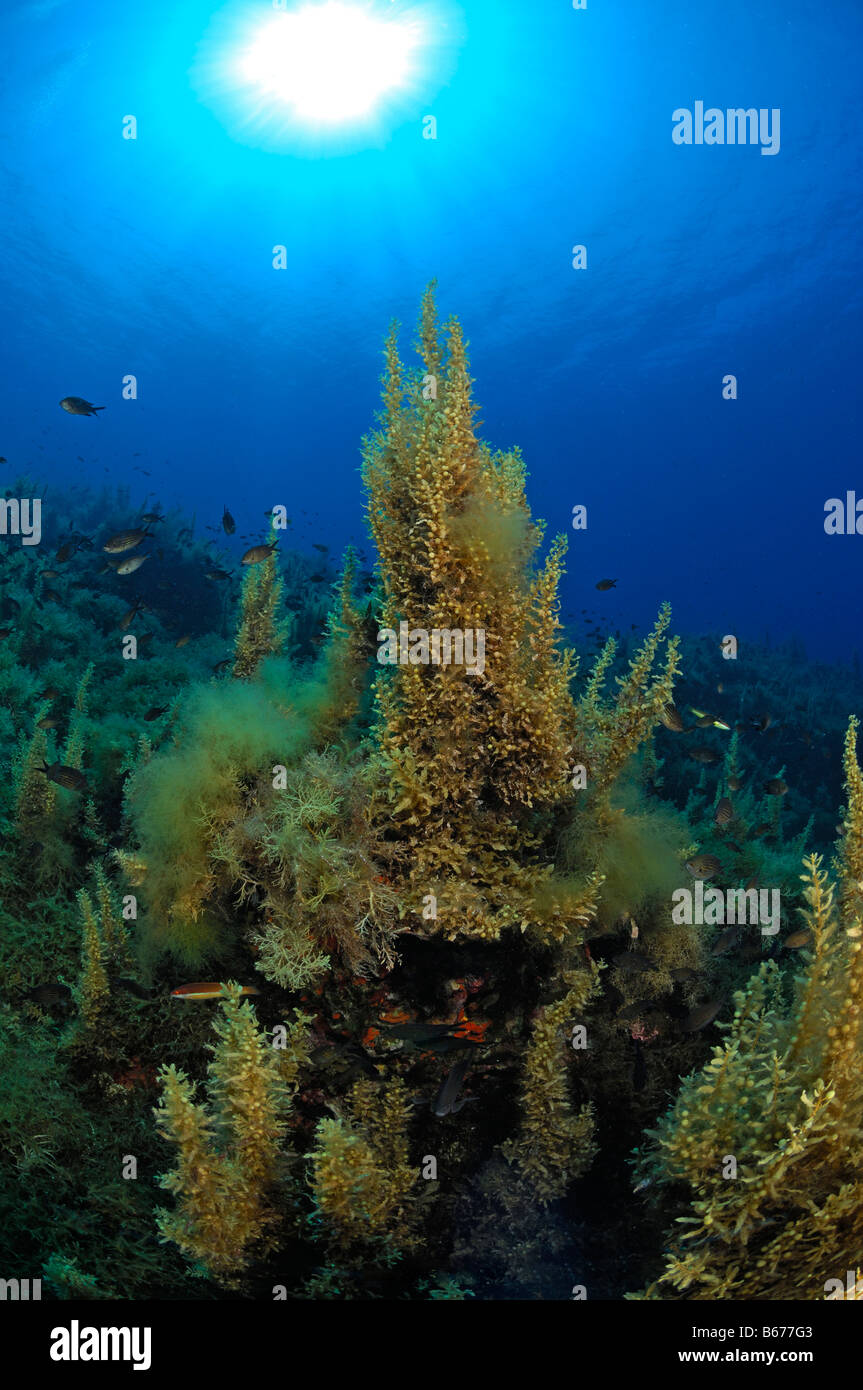 L'île de Lastovo algues Bijelac Mer Adriatique Croatie Banque D'Images