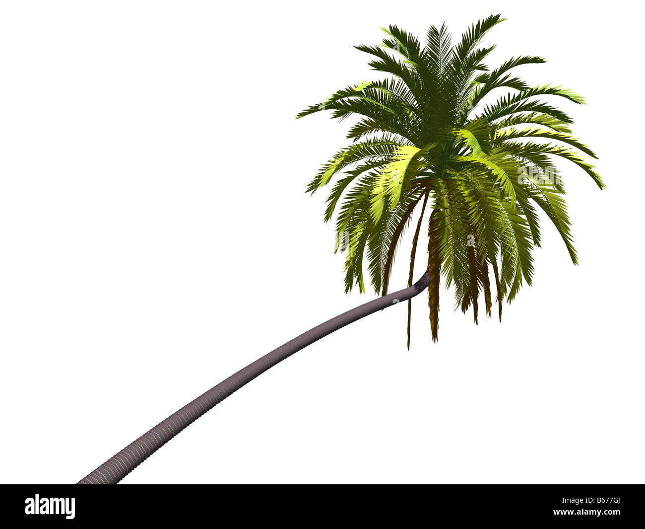 Un palmier isolé sur fond blanc Banque D'Images