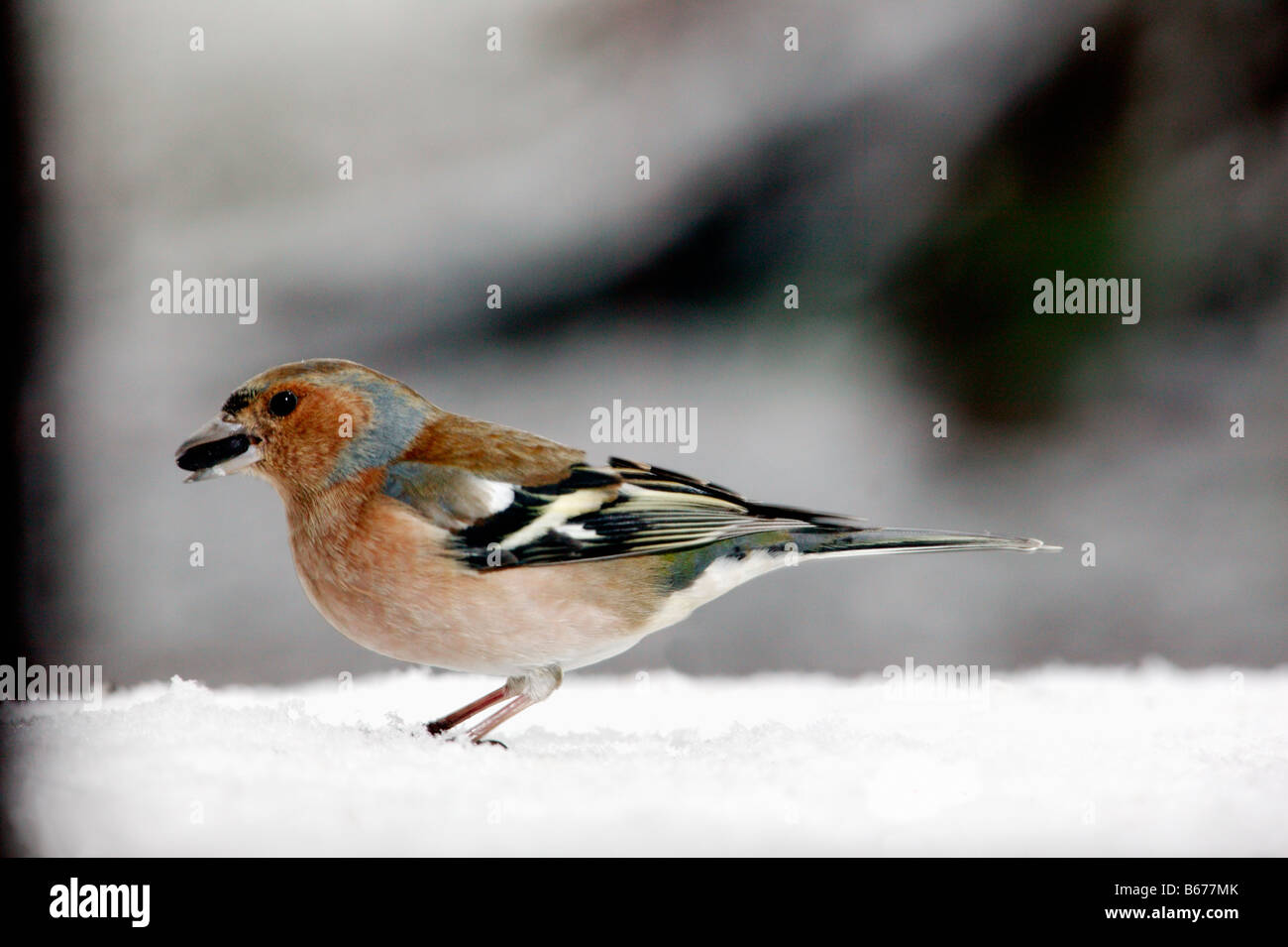 Pinson des arbres Fringilla coelebs Chaffinch au lieu d'alimentation l'alimentation d'hiver nourrir les oiseaux adultes mâles adultes seuls Oiseaux Oiseaux Chaf Banque D'Images