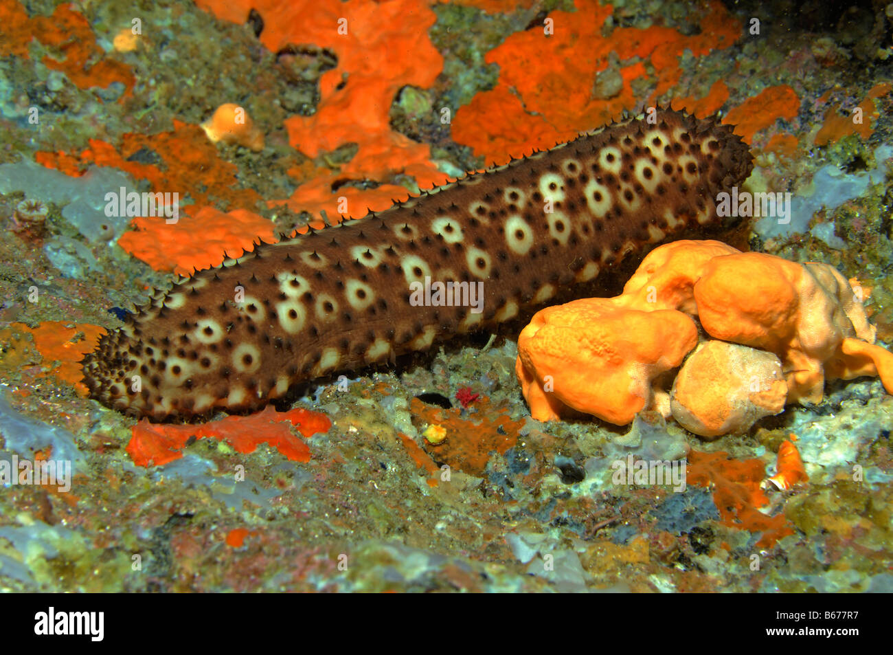 L'holothurie Holothuria forskali variable l'île de Sušac Mer Adriatique Croatie Banque D'Images