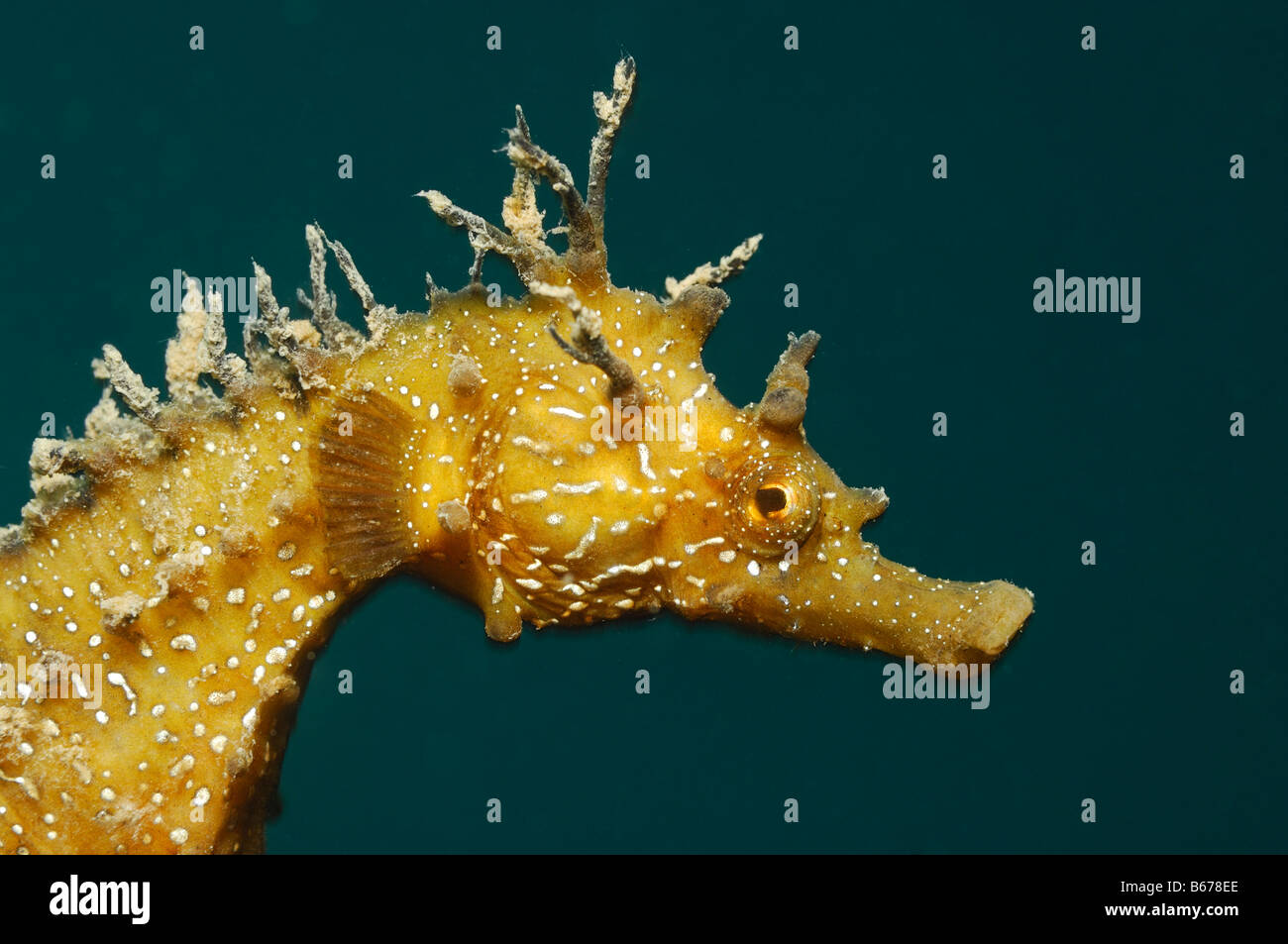 Long snouted Seahorse Hippocampus guttulatus Piran Slovénie Mer Adriatique Banque D'Images