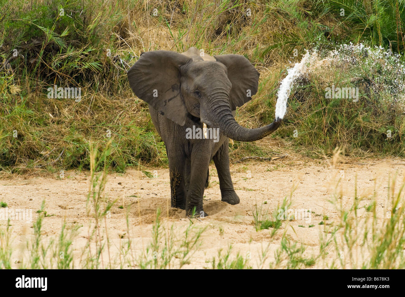 L'état sauvage des animaux Elefant elephant Loxodonta africana au sud-Afrika afrique du sud chercher à creuser pour l'eau dans les éclaboussures séchées Banque D'Images L'état sauvage des animaux Elefant elephant Loxodonta africana au sud-Afrika afrique du sud chercher à creuser pour l'eau dans les éclaboussures séchées Banque D'Images