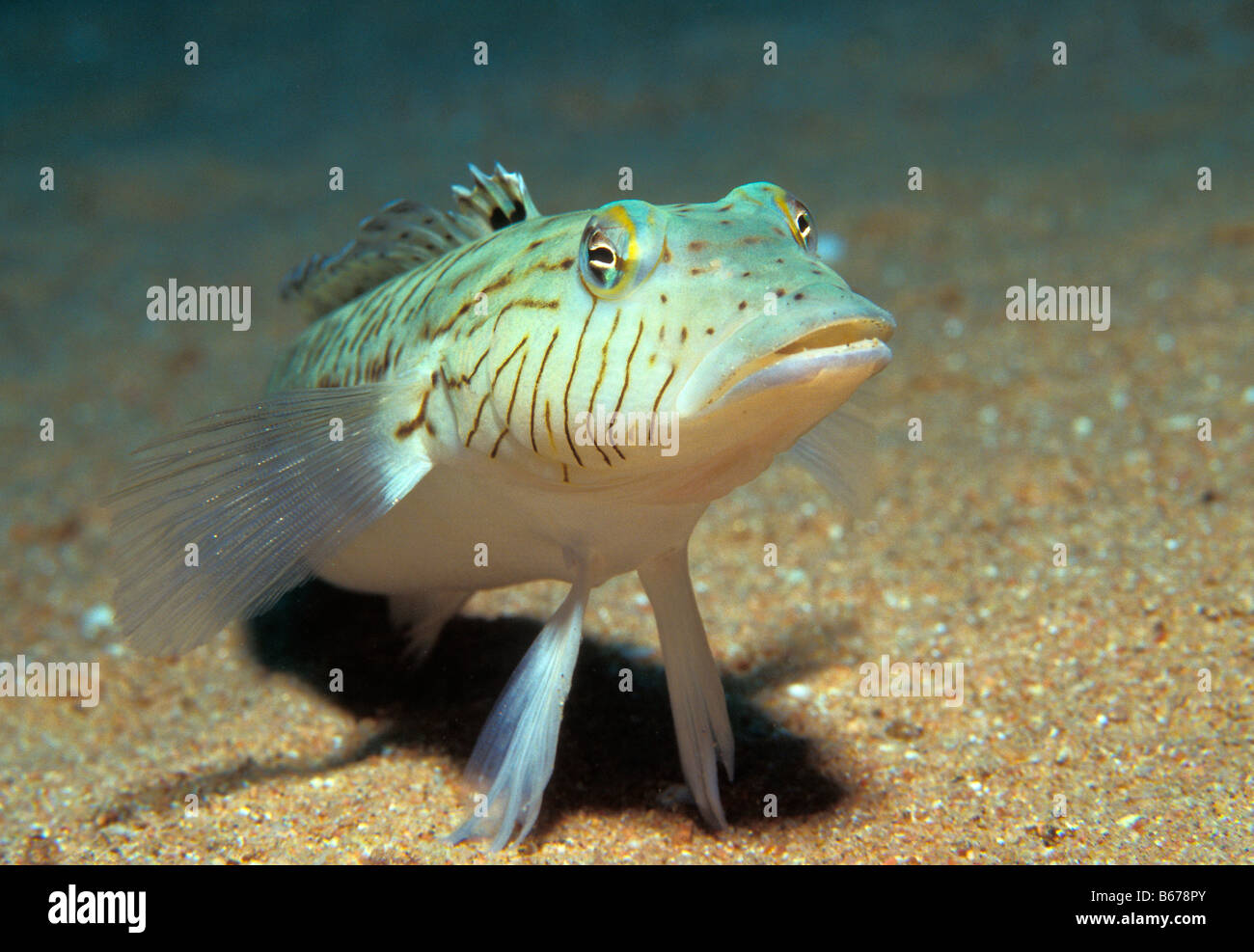 Homme Sandperch hexophthalma mouchetée Parapercis Marsa Alam Egypte Mer Rouge Banque D'Images