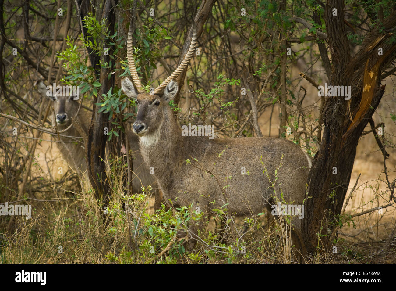 KOBUS ellipsiprymnus sauvages de la faune waterbuck commun avec les femmes et les hommes du sud de la corne de l'Afrique du sud-africain bush Banque D'Images KOBUS ellipsiprymnus sauvages de la faune waterbuck commun avec les femmes et les hommes du sud de la corne de l'Afrique du sud-africain bush Banque D'Images