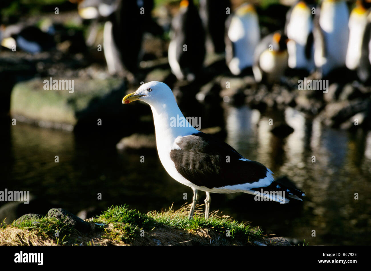 Bécasseau violet Calidris maritima Norvège Norwegen Meerstrandlaeufer Meerstrandlaeufer Europa Europe Suède animal animaux adultes Banque D'Images