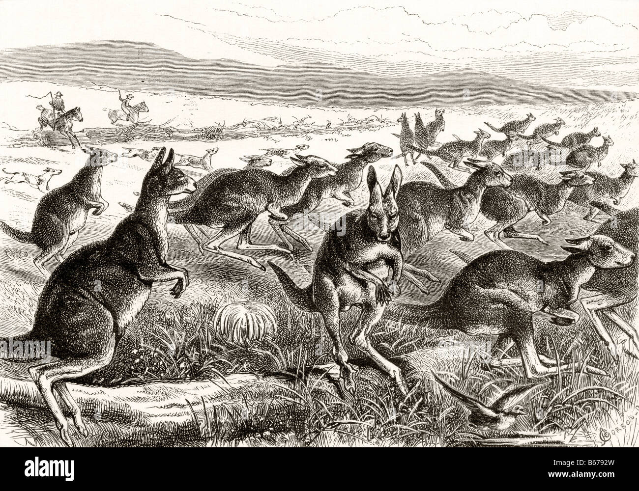 Une chasse au kangourou vers 1880. D'après le livre Australian Pictures de Howard Willoughby, publié par la Société des tractes religieux, 1886. Banque D'Images