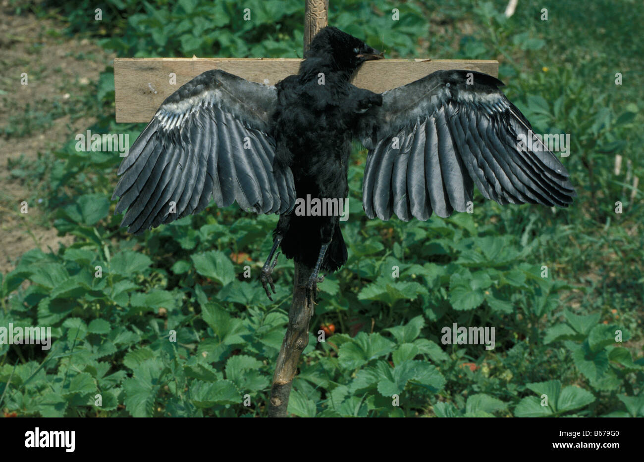 Les corneilles corneille morte animal animaux oiseaux oiseaux adultes crows décès format horizontal songbird songbirds Banque D'Images