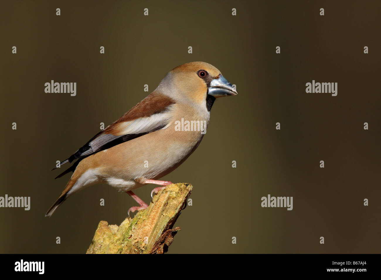 Coccothraustes coccothraustes Hawfinch,, UK. Banque D'Images