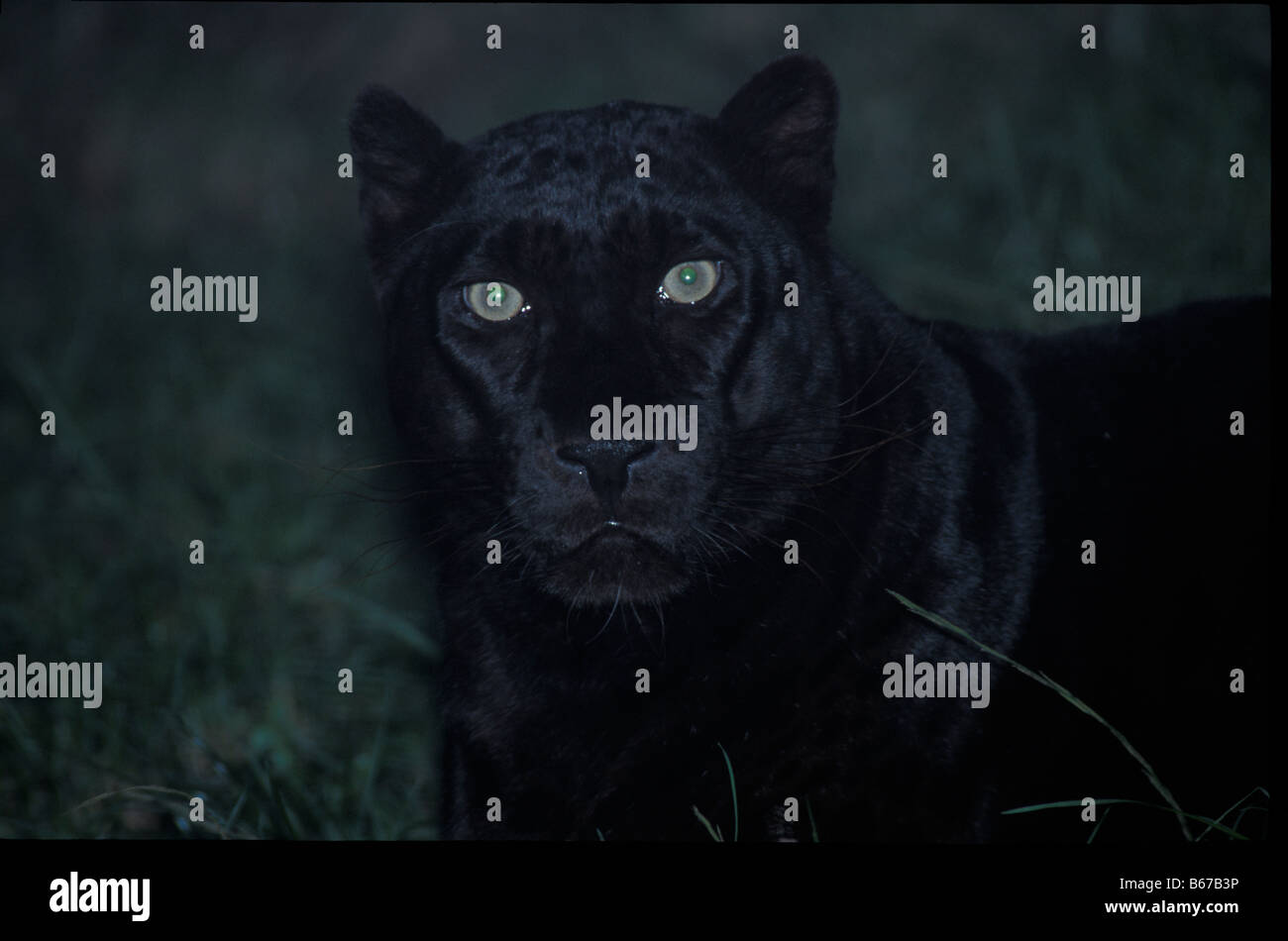 Panthere noire Panthère Schwarzer Black Panther Panthera pardus léopard de phase de couleur noire Afrique Afrika attendus par des animaux rugissants. Banque D'Images